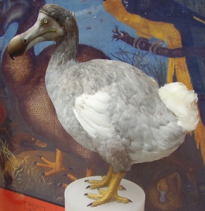 The indisputably extinct Dodo (Raphus cucullatus). ©Ballista