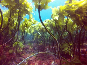 Typical rocky reef habitat in northeast New Zealand, characterized by encrusting red algae and Kelp forest. ©Sydney Harris