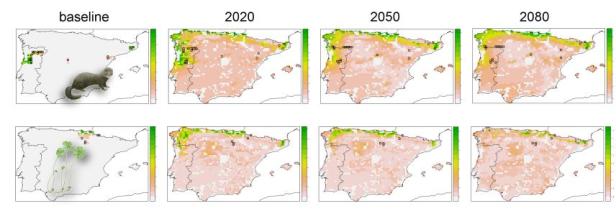 Climate change dispersal corridors for the European mink and the four leaf clover in Iberian Peninsula. The areas were selected to minimize the overall cost and to accommodate specified levels of species’ persistences.