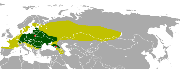 Distribution of the European bison, in light green maximum extent during the Holocene, in dark green during the middle ages and in red the loci where the last individuals were hunted in the wild in the 1920s. © Altaileopard.