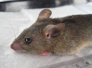 The multimammate rat (Mastomys natalensis) transmits Lassa virus to humans. ©Kelly, et al.