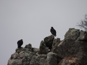 Verreaux’s eagles intersperse their flights with periods of perching, which can be detected by low values of acceleration. Eagles like to perch on rocky outcrops and are usually found together. Both perching and flying behaviours persist for periods of time, e.g. birds can perch for 10min between flights of 45min, and this is explicitly taken into account by virtue of the structure of HMMs. (© Megan Murgatroyd)