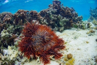 Recurrent disturbances such as Crown-of-Thorns Starfish (Acanthaster planci) outbreaks are important drivers of declines and recoveries in coral reef ecosystems. How can we reliably estimate the effect of local human interventions (for example marine protected areas, MPAs) amid such noise?