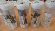 Invertebrates are collected using standardised field sampling protocols and usually identified based on their morphology. The taxa lists obtained this way are then used to assess stream water quality based on associated bioindication values of the individual taxa. But identifying juvenile invertebrates by morphology isn’t possible for all collected taxa.