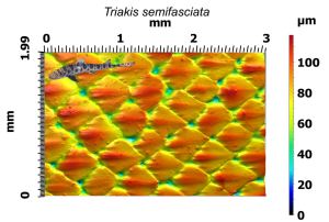 The denticles from the lateral flank of a leopard shark (Triakis semifasciata) were imaged and you can see the topographic reconstruction above. Denticles have been shown to increase swimming performance and understanding their surface topography is crucial for connecting the form of shark denticles to hydrodynamic function (see ‘The hydrodynamic function of shark skin and two biomimetic applications’ by Oeffner and Lauder, for example). Images: Dylan Wainwright and Tom Hilton (http://bit.ly/2BpW3vv).