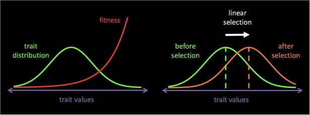When individuals with larger trait values have higher fitness on average (left panel), the trait distribution of successful individuals is shifted towards the right (right panel, orange curve). The difference in mean trait values between the winners and the general population is called linear selection.