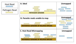 Potential dual RNA-seq scenarios when using the reference genome of a species closely related to the pathogen of interest.