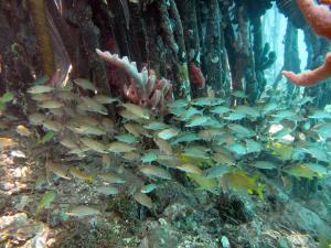 Grunts and other fish in mangroves. Photo by Caroline Rogers.