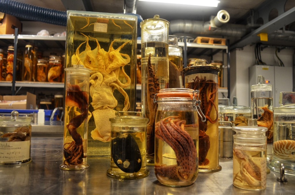 Cephalopods preserved in jars at the Natural History Museum.