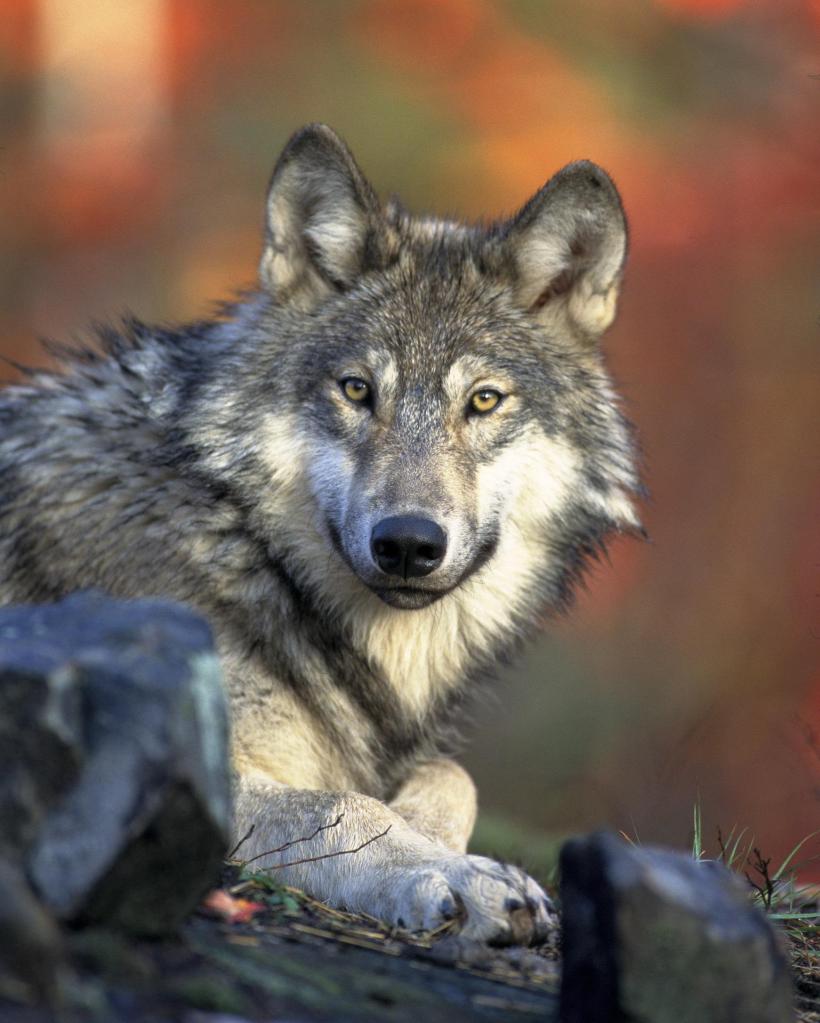 Photograph of a wolf.